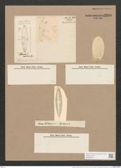 Scoliopleura antillarum (Cleve et Gr.) Pell. (de-Toni-Nr.: Genus 14, Species 1115) Zeichnungen Sammlung Grunow Nr. 2200 (NHMW-BOT-W0369278)